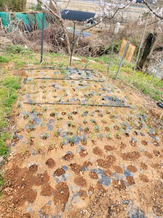 주말농장1님의 4월 내 작물 자랑하기 · 참여글 작성글 사진