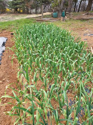 주말농장1님의 4월 내 작물 자랑하기 · 참여글 작성글 사진