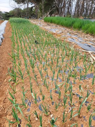 주말농장1님의 4월 내 작물 자랑하기 · 참여글 작성글 사진