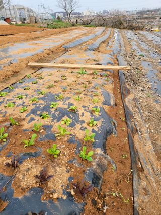 주말농장1님의 4월 내 작물 자랑하기 · 참여글 작성글 사진