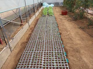 채정식님의 4월 내 작물 자랑하기 · 참여글 작성글 사진