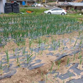 박지성 님의 4월 내 작물 자랑하기 · 참여글 작성글 사진