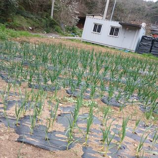 박지성 님의 4월 내 작물 자랑하기 · 참여글 작성글 사진