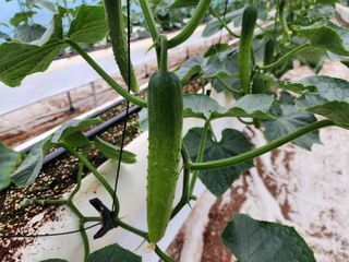 쉐어팜 무농약님의 4월 내 작물 자랑하기 · 참여글 작성글 사진