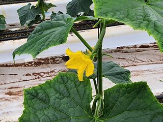 쉐어팜 무농약님의 4월 내 작물 자랑하기 · 참여글 작성글 사진