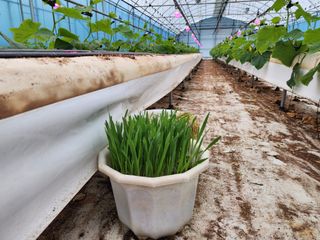 쉐어팜 무농약님의 4월 내 작물 자랑하기 · 참여글 작성글 사진