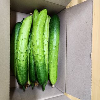 쉐어팜 무농약님의 4월 내 작물 자랑하기 · 참여글 작성글 사진