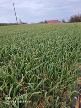 팜모닝 4월 내 작물 자랑하기·참여글 게시글 이미지