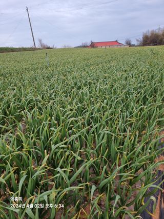 이흥희님의 4월 내 작물 자랑하기 · 참여글 작성글 사진