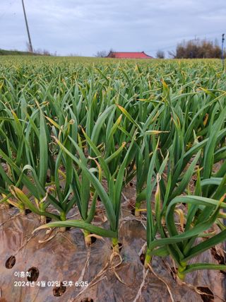 이흥희님의 4월 내 작물 자랑하기 · 참여글 작성글 사진