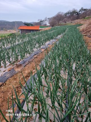 이흥희님의 4월 내 작물 자랑하기 · 참여글 작성글 사진