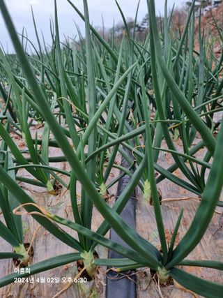 이흥희님의 4월 내 작물 자랑하기 · 참여글 작성글 사진