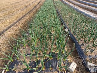 경안님의 4월 내 작물 자랑하기 · 참여글 작성글 사진