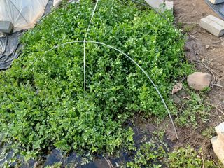 경안님의 4월 내 작물 자랑하기 · 참여글 작성글 사진