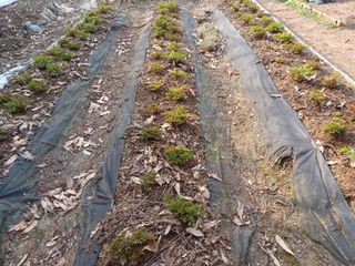 경안님의 4월 내 작물 자랑하기 · 참여글 작성글 사진