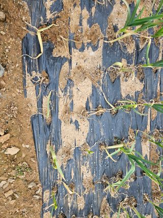 김기만님의 마늘 · 병해충상담 작성글 사진