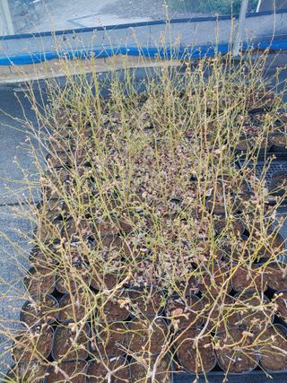 도경회님의 4월 내 작물 자랑하기 · 참여글 작성글 사진