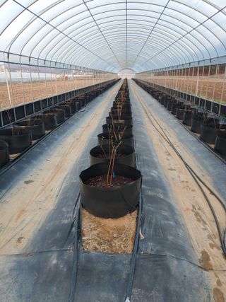 도경회님의 4월 내 작물 자랑하기 · 참여글 작성글 사진