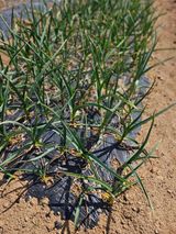 팜모닝 마늘·영농일지 게시글 이미지