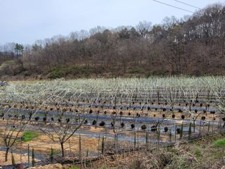 유병선(김천자두)님의 자유주제 · 자유게시판 작성글 사진