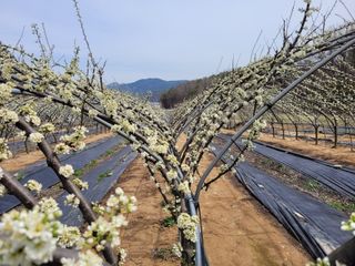 유병선(김천자두)님의 자유주제 · 자유게시판 작성글 사진