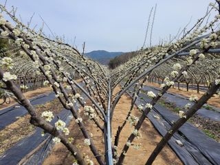 유병선(김천자두)님의 자유주제 · 자유게시판 작성글 사진