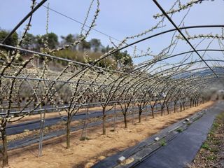 유병선(김천자두)님의 자유주제 · 자유게시판 작성글 사진