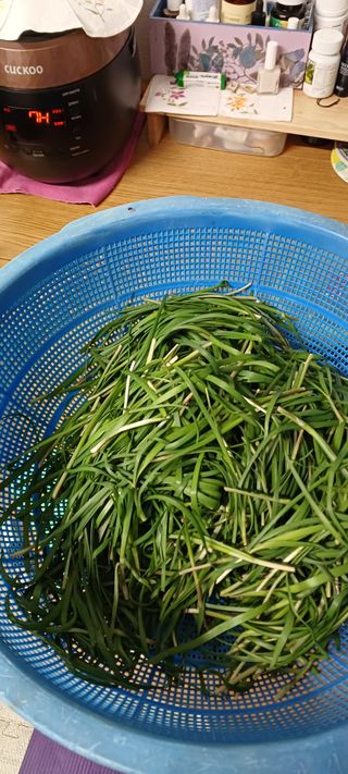 보령 게으른농부님의 파 · 영농일지 작성글 사진