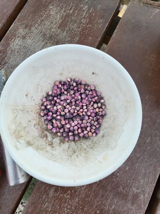 우영옥님의 옥수수 · 영농일지 작성글 사진