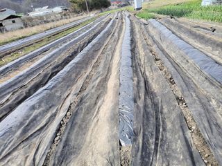 우영옥님의 옥수수 · 영농일지 작성글 사진