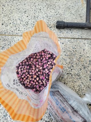 우영옥님의 옥수수 · 영농일지 작성글 사진