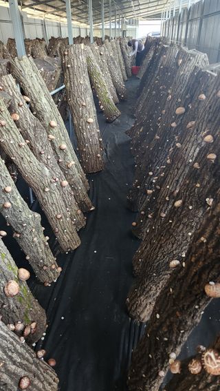 모실표고님의 버섯 · 영농일지 작성글 사진