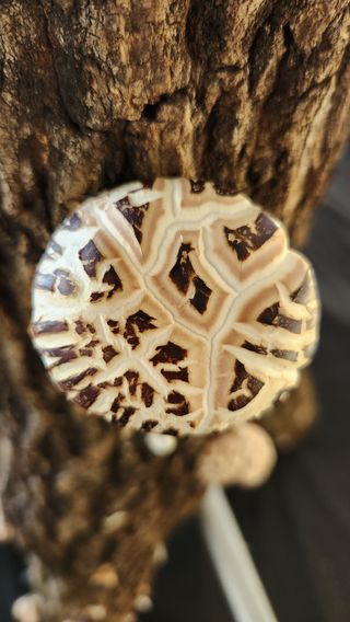 모실표고님의 버섯 · 영농일지 작성글 사진