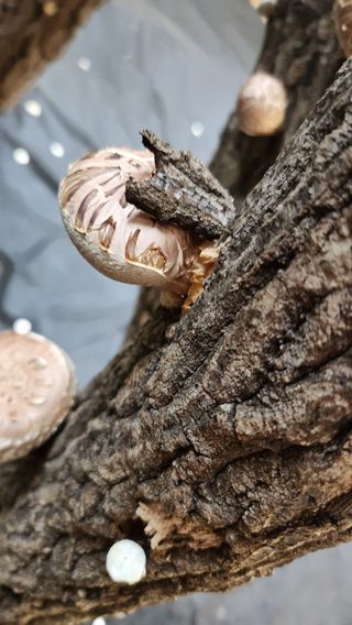 모실표고님의 버섯 · 영농일지 작성글 사진