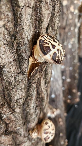 모실표고님의 버섯 · 영농일지 작성글 사진