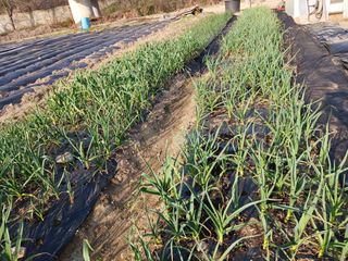 조정분(사랑이엄마)님의 4월 내 작물 자랑하기 · 참여글 작성글 사진