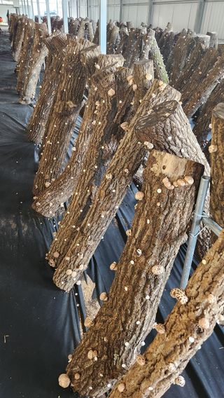 모실표고님의 작성글 사진