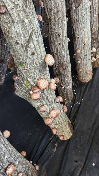 모실표고님의 작성글 사진