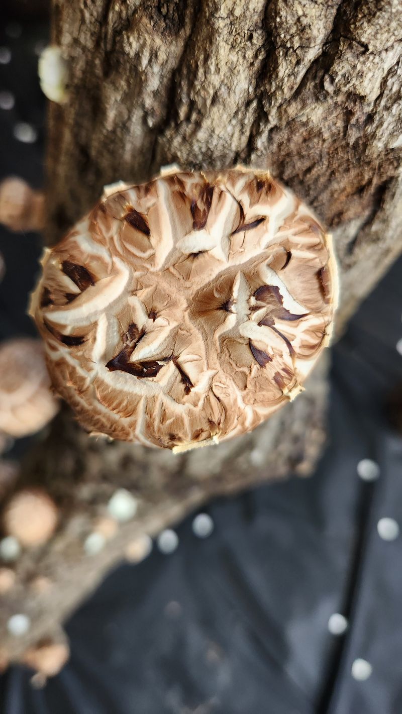 모실표고님의 장터 판매 상품 [참나무원목 표고버섯 1kg] 첨부 사진