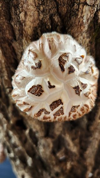 모실표고님의 작성글 사진