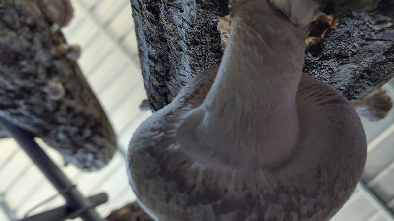 모실표고님의 장터 판매 상품 [참나무원목 표고버섯 1kg] 첨부 사진