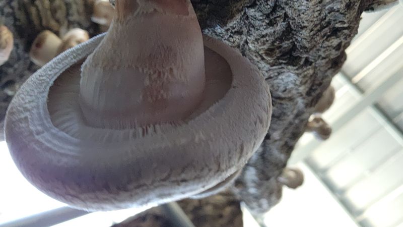 모실표고님의 장터 판매 상품 [참나무원목 표고버섯 1kg] 첨부 사진