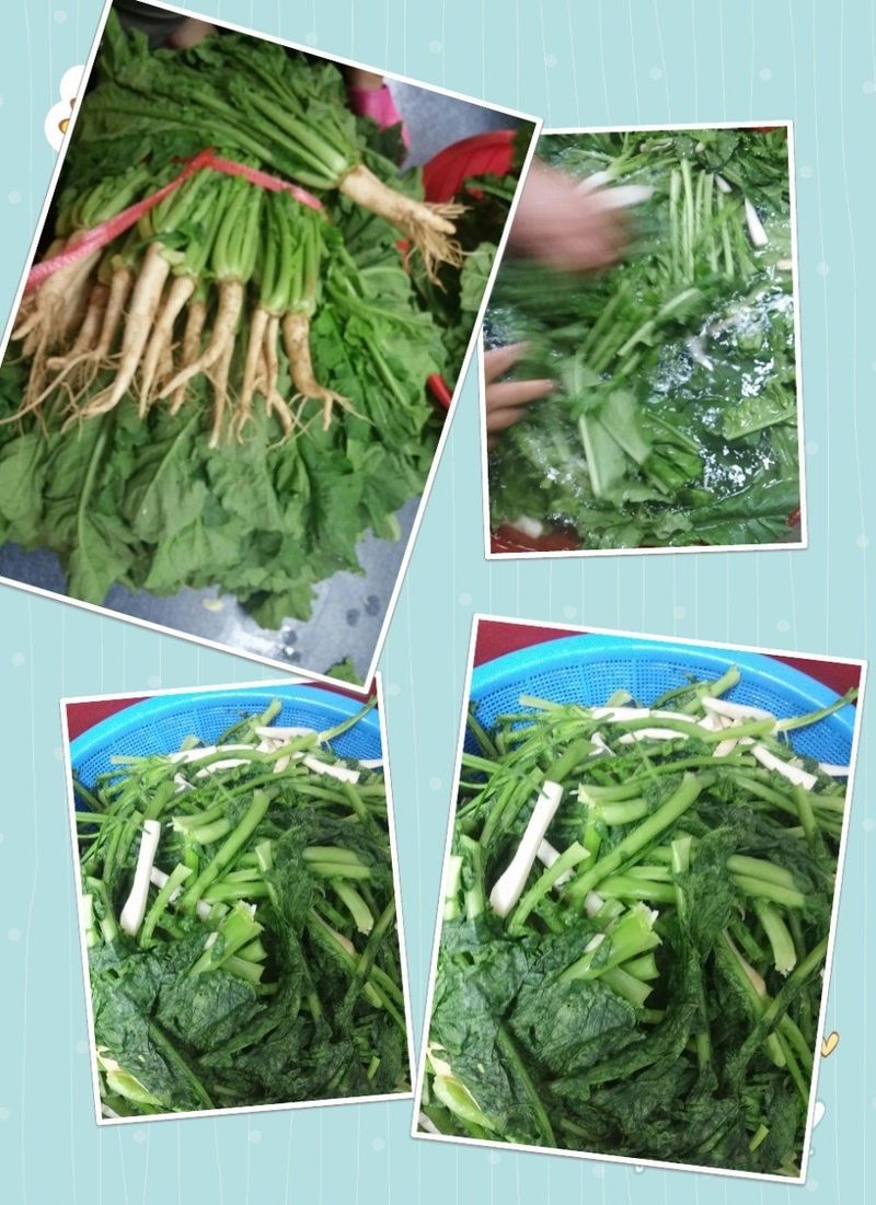 장금이1님의 장터 판매 상품 [열무풋고추김치] 첨부 사진