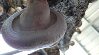 모실표고님의 4월 내 작물 자랑하기 · 참여글 작성글 사진