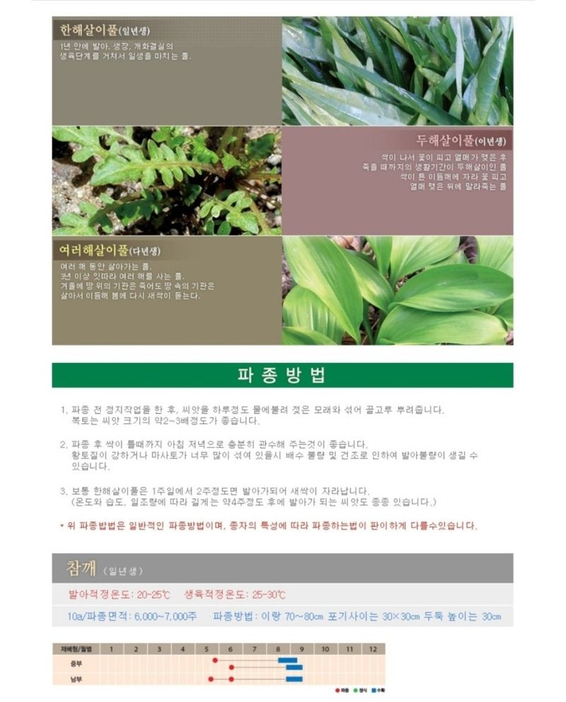 대산농사대장님의 장터 판매 상품 [조은가지깨[코팅종자]3천립 백색참깨] 첨부 사진