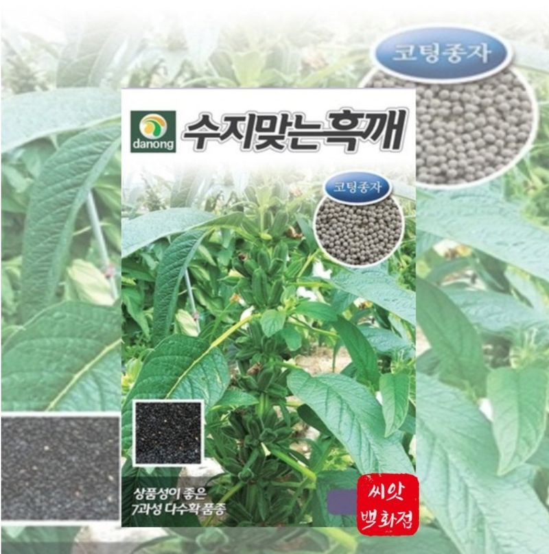 대산농사대장님의 장터 판매 상품 [조은가지깨[코팅종자]3천립 백색참깨] 첨부 사진