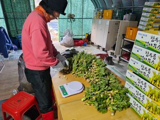 박서방님의 두릅 · 영농일지 작성글 사진