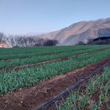 팜모닝 4월 내 작물 자랑하기·참여글 게시글 이미지