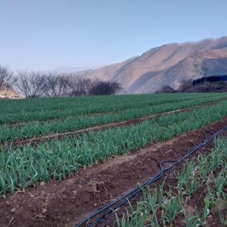 이인자님의 4월 내 작물 자랑하기 · 참여글 작성글 사진