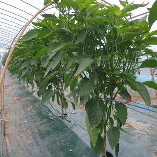 김혜순님의 자유주제 · 자유게시판 작성글 사진